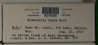 Stemonitis fusca image
